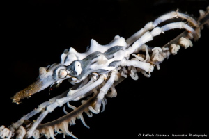 Xeno crab on whip coral by Raffaele Livornese 